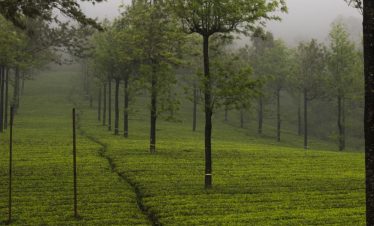 Thekkady wildlife reserve landscape - Kerala holiday tour from Madurai